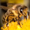 Propolis Extract Could Be Key To Treating Cold Sores