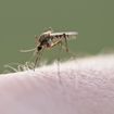 Aerial Spraying Delays Potentially Add to West Nile Virus Epidemic