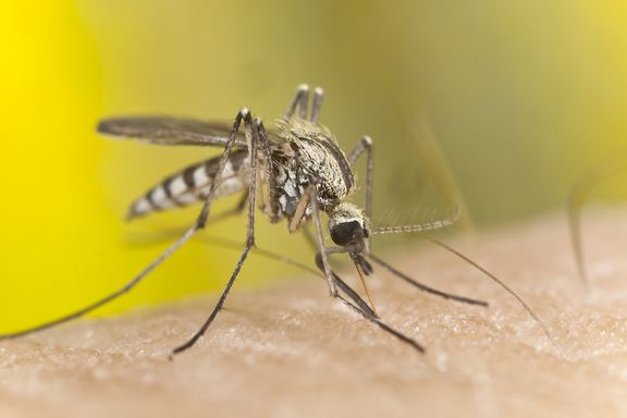 10 Cose da Sapere sulla Malaria