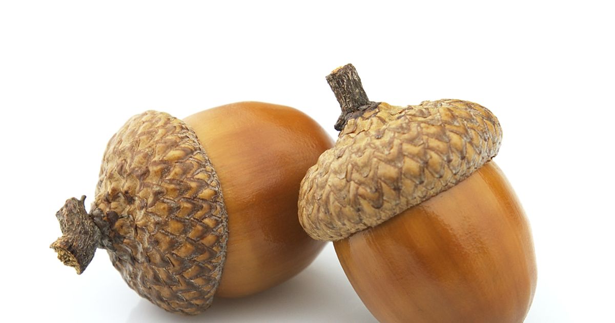 Mom of Student With Acorn Allergy Wants Trees Cut Down ActiveBeat