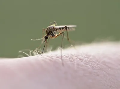 Mosquito