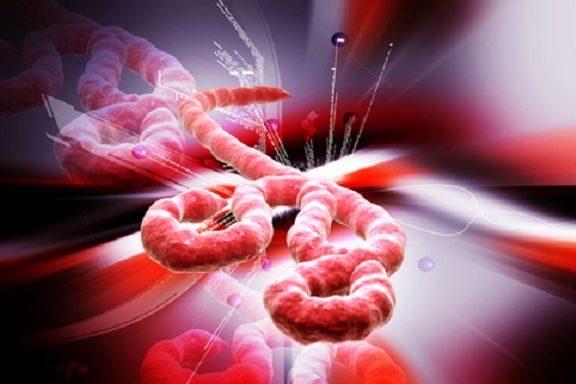 Ebola Virus Could Mutate And Become Airborne: Danger For Cross Species Transmission