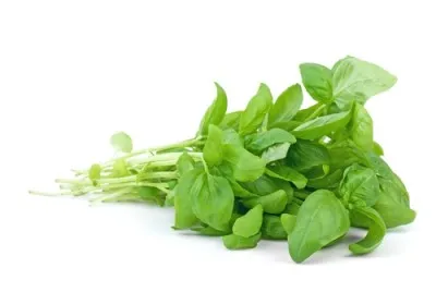 basil