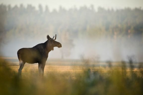 Case of Mad Moose Disease Discovered in Alberta