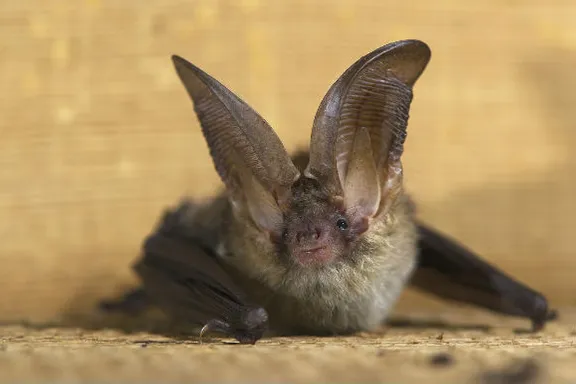 White-Nose Syndrome Hits P.E.I. Bat Population