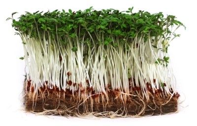 water cress