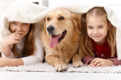 Keep Pets Brushed / Clean