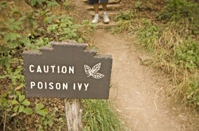 poison ivy