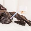 Enfermedad de Lyme en Mascotas: Signos y Síntomas
