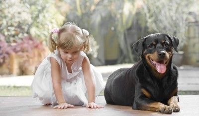 dog 5