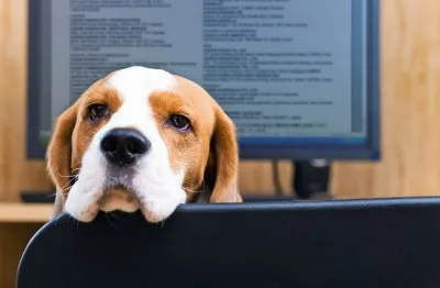 dog 6