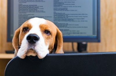 dog 6