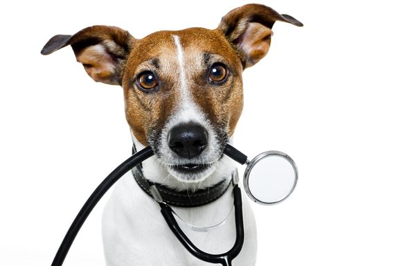 Avoir un chien, bon pour la santé pour ces 12 raisons!