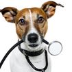 Doce razones convincentes de salud para tener un perro