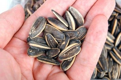 Sunflower seeds