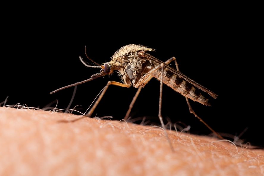 Bill Gates Draws Attention to “Mosquito Week”