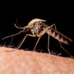 Bill Gates Draws Attention to "Mosquito Week"