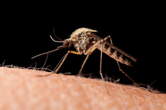 Bill Gates Draws Attention to "Mosquito Week"