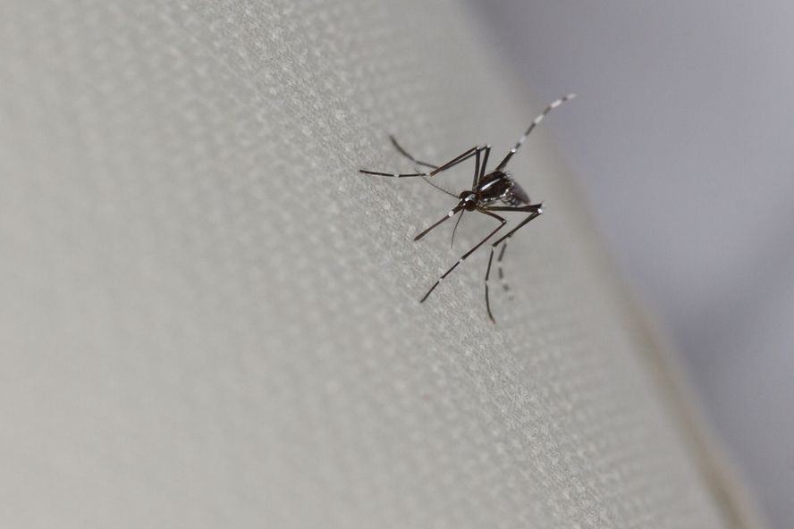 Florida Man Diagnosed with Debilitating Chikungunya Disease
