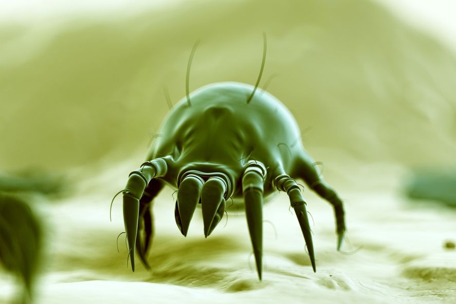 New Vaccine Offers Relief From Dust-Mite Allergies