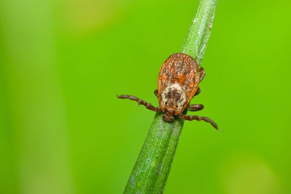 Deadly Rocky Mountain Spotted Fever Can Spread in Ten Minutes, Study Shows