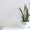 Houseplants That Clean And Promote Air Quality