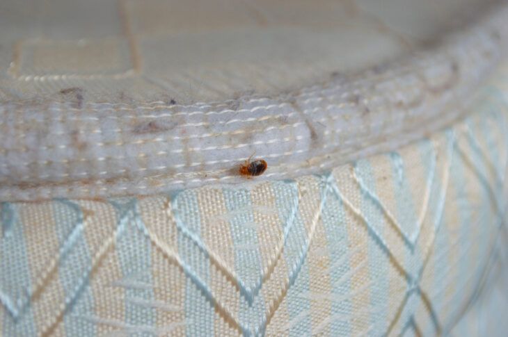 Sleep Tight, Don't Let The Bed Bugs Bite! - Activebeat