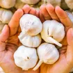 The Incredible Health Benefits of Garlic