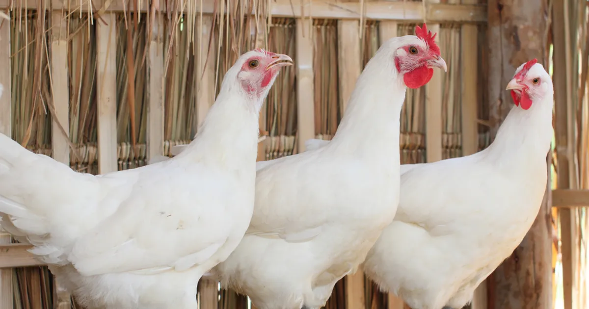 Bird Flu Outbreak Causing Poultry Prices To Skyrocket - ActiveBeat