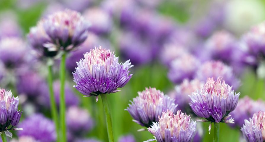 Plants That Repel Mosquitoes Naturally - ActiveBeat