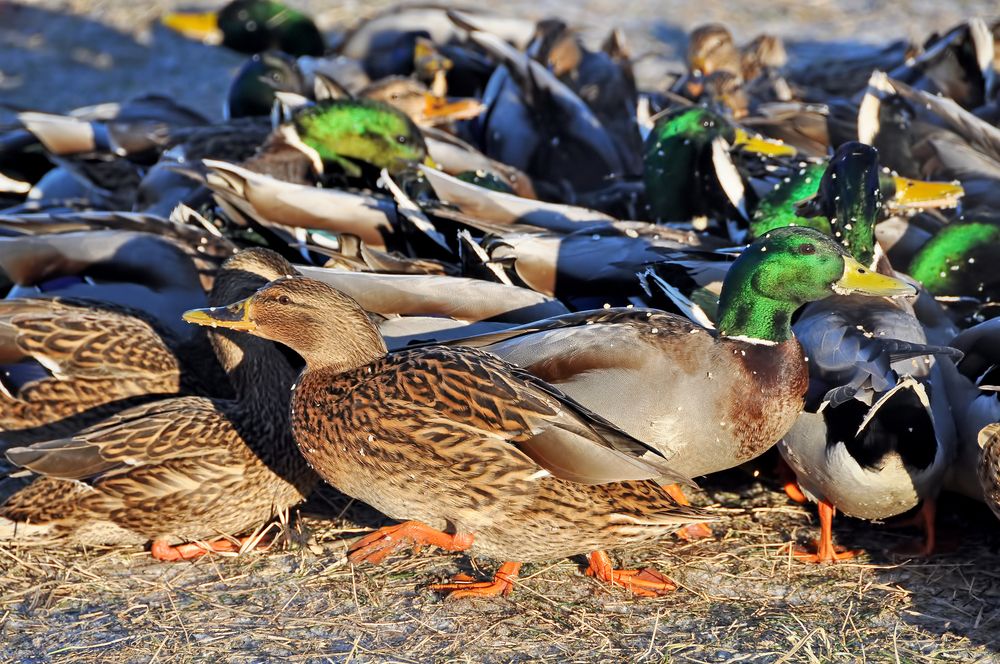 Please Don't Feed the Ducks! - ActiveBeat
