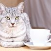 12 Household Items That Could Poison Your Pet