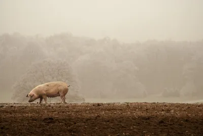 Pig in a Field