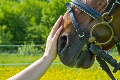 Horse - Pet Therapy
