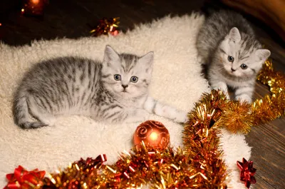 Cats Christmas Tinsel
