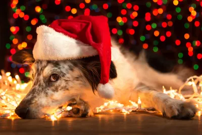 Dogs Christmas Lights