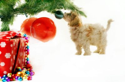 Dogs and Ornaments