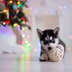 8 Not So Merry Holiday Pet Hazards