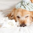 Canine Influenza Virus: Symptoms, Causes, Treatment