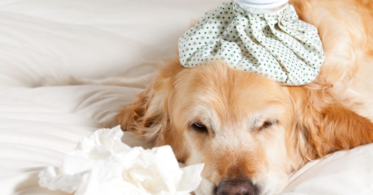 Canine Influenza Virus Symptoms, Causes, Treatment ActiveBeat