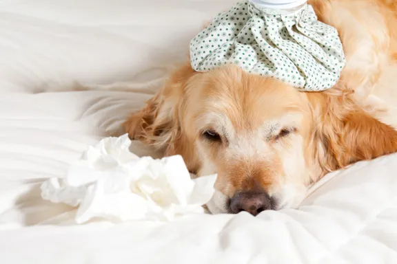 Canine Influenza Virus: Symptoms, Causes, Treatment