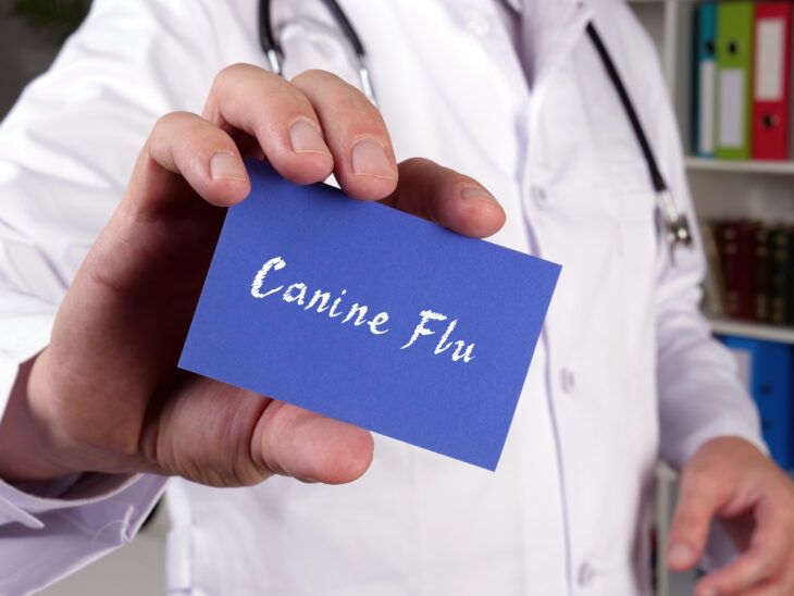Canine Influenza Virus Symptoms Causes Treatment ActiveBeat