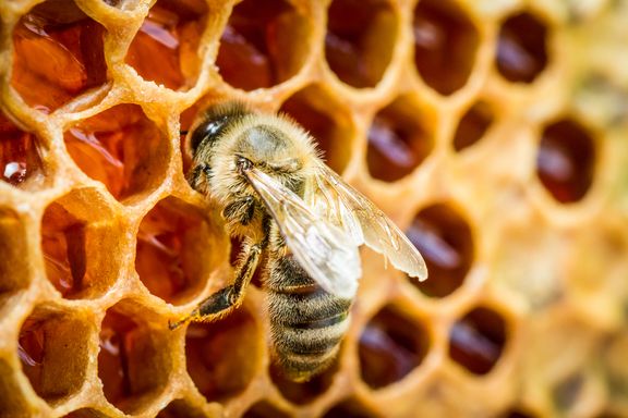 Sticky Facts on Health and Honeybees