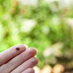 Steps To Take If You Find a Tick On Your Body