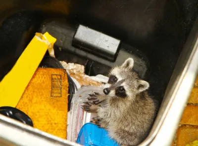 raccoon trash