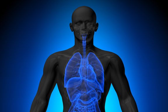 7 Organs and Body Parts You Probably Didn’t Know You Have