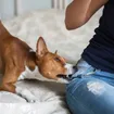 Dog Bites: 7 Health Facts and Precautions