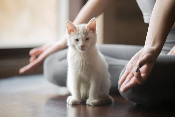 Goats! Cats! Dogs! 5 Reasons Why Animals Enhance the Yoga Experience