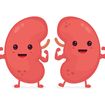 Tips for Maintaining Healthy Kidneys