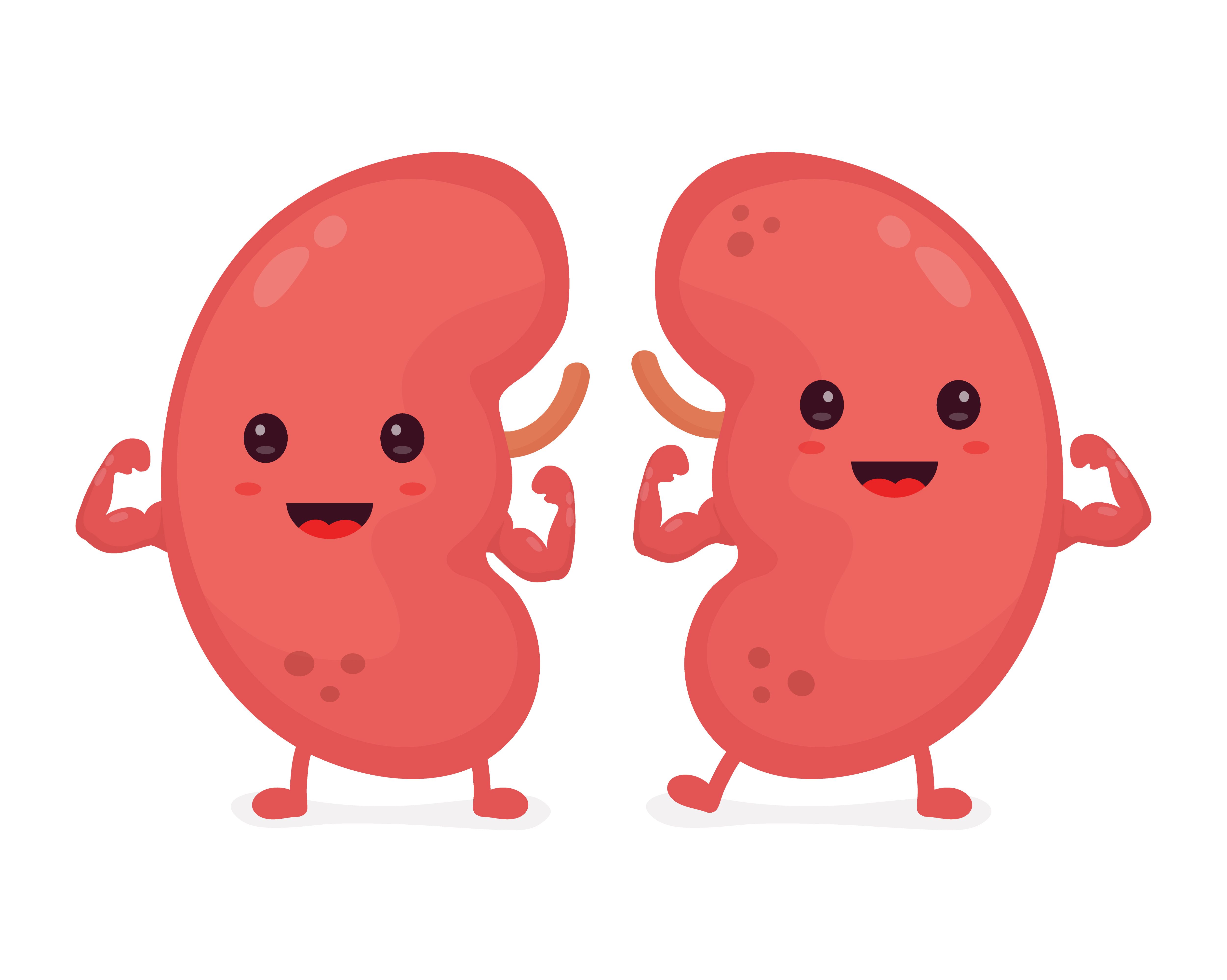 Tips for Maintaining Healthy Kidneys - Flipboard